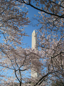 a view of the Washington Monument through cherry blossoms